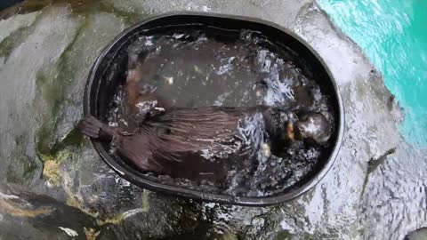 Sea Otter Lincoln Keeps Adjusting Camera