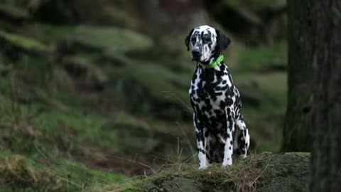 Dog Photography with 3minutes ft award winning photographer Alice Loder