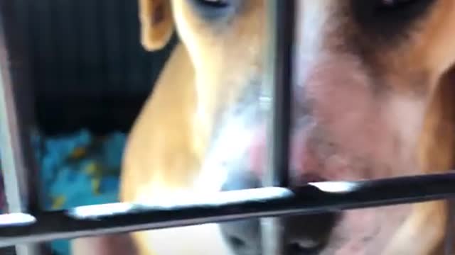 Dog Found Wandering Around Airport Doesn't Trust Humans