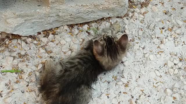 Most FUNNY and CUTE Cats Playing Together