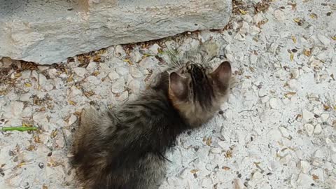 Most FUNNY and CUTE Cats Playing Together