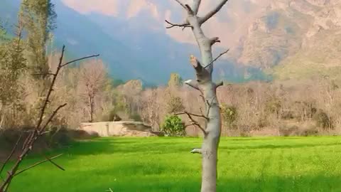 #kpkbeauty #travel #bunerbeauty #nature #mountains #kpktourism #love #beautyofdir#shortvideo