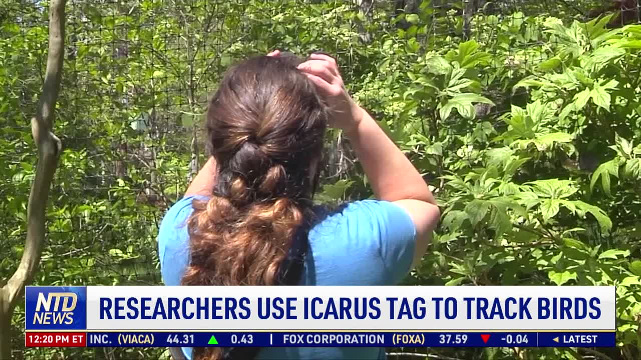 Researchers Use Icarus Tags to Track Birds