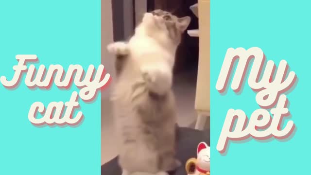 funny cat videos for kids,funny cat attack video,