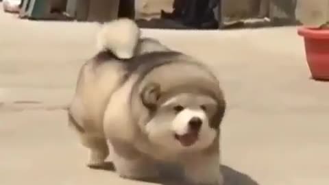 cute dog