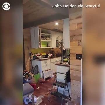 A California man arrived home and found a bear