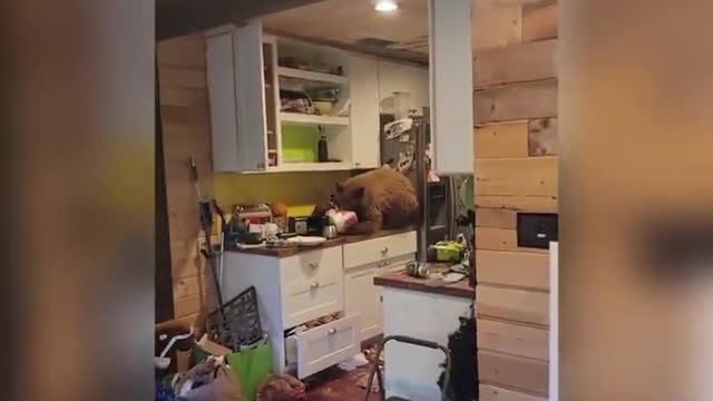 A California man arrived home and found a bear