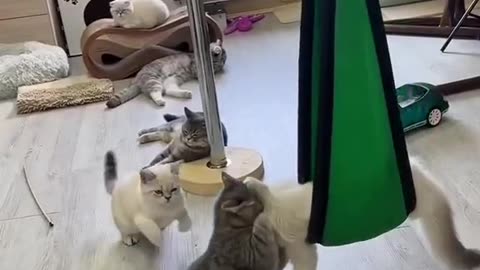 Fluffy Battle