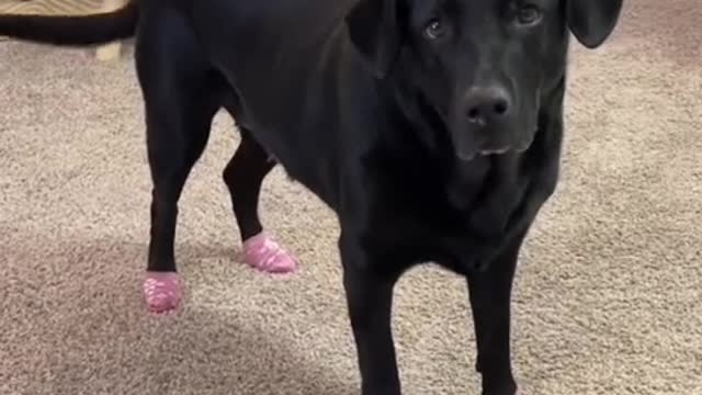 The dumbest dog