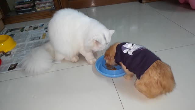 Cats Don't Like Sharing