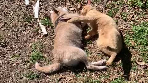 Cat & Dog Friendship is an Unbreakable Bond