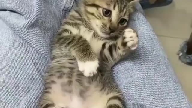 Funny cat