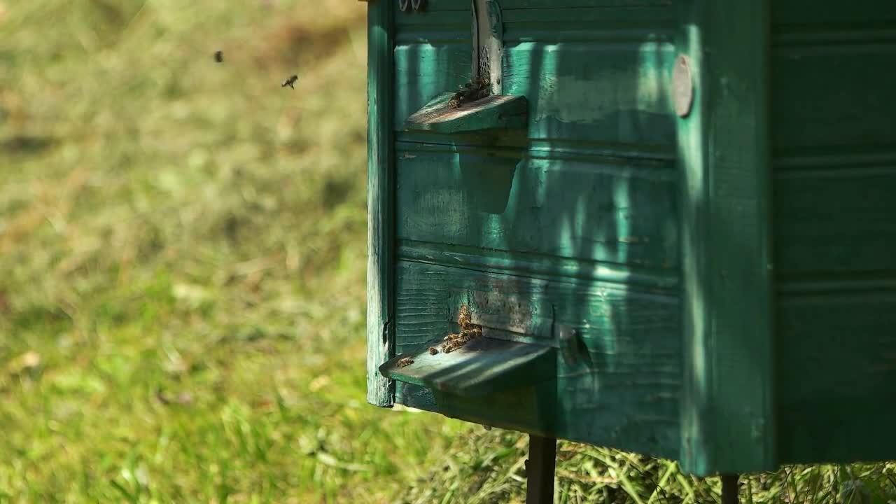 Close up green wooden hive box with flying bees. Honey farm. Slow motion