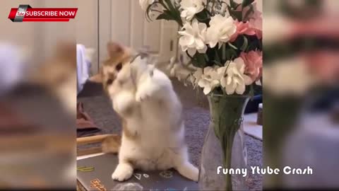 Best Funny Cat Videos That Will Make You Laugh All Day Long