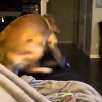 Terrified Dog after hearing Trump relay animal horror stories...