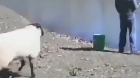 Videos funny sheep attacks man