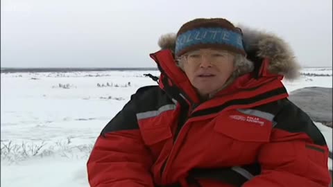 Polar Bear Habits | Wild: Polar Bear Diary | BBC Earth