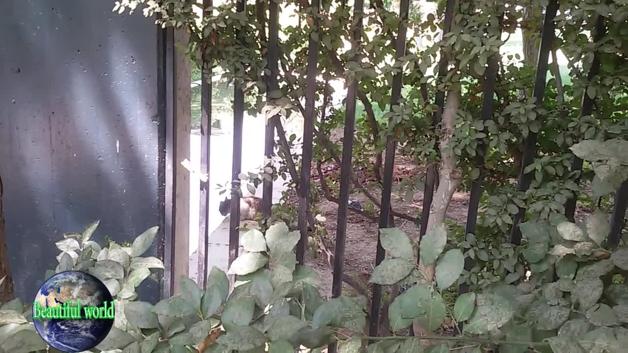 The cat is drinking water | funny cat | Playful cat | most popular cat video | popular cat video