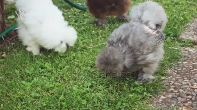 Three silkie chicken in green field