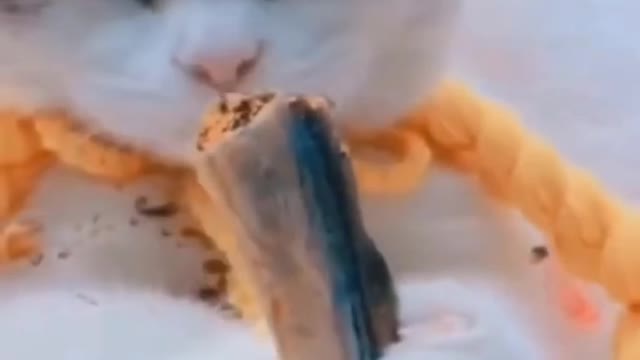 Cute cat funny videos, Try to not laughing, best cat funny video 2022