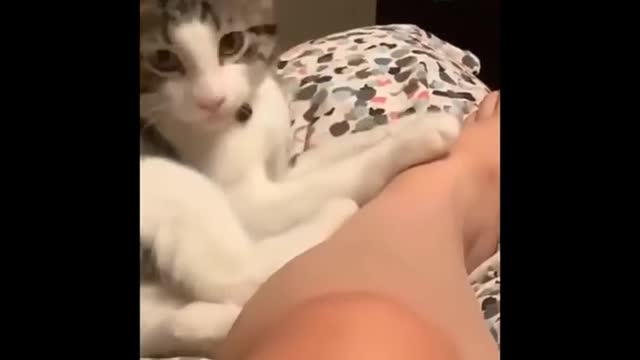 Funniest Cats 😹 - Don't try to hold back Laughter 😂