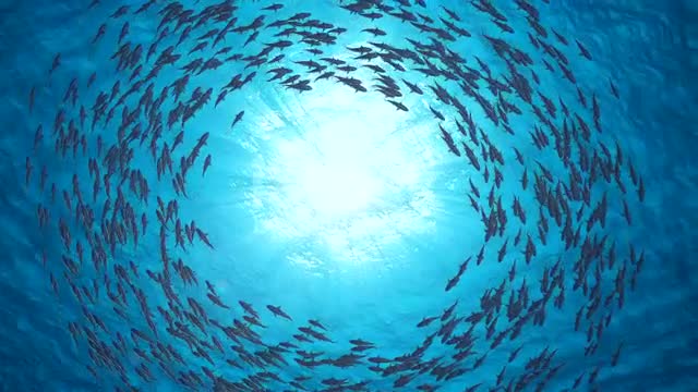 Unbelievable Under ocean world | 4k