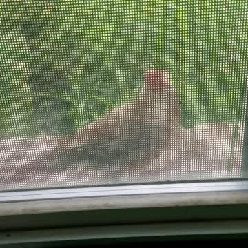 Cardinal sits by my window.