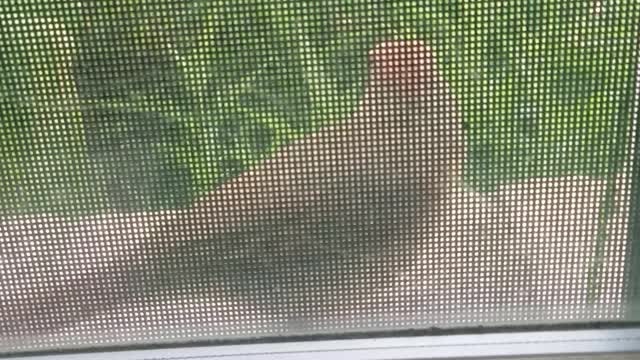 Cardinal sits by my window.