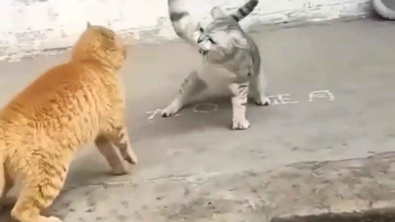 Cute cats fighting 😊😊😊