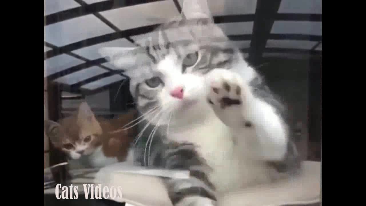 A cat Trying To Hold My Sister's Hand Behind The Glass.