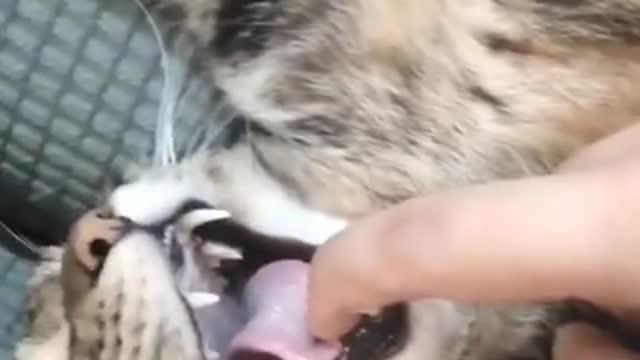 Funny Animals Video