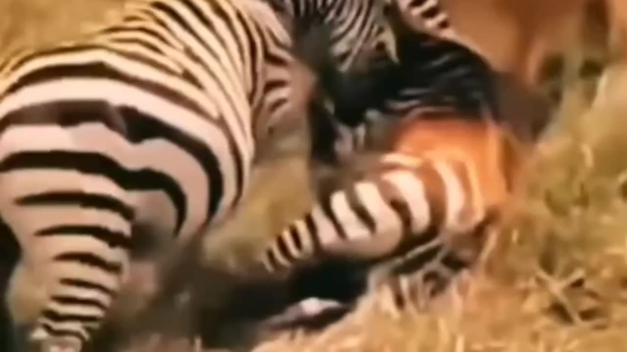 Lion vs zebra intsane fight 😱😱