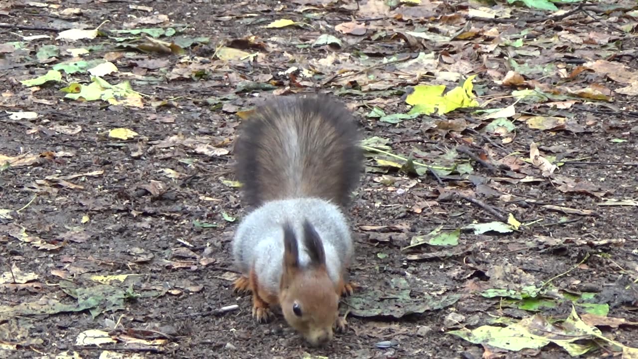 cute_squirrel