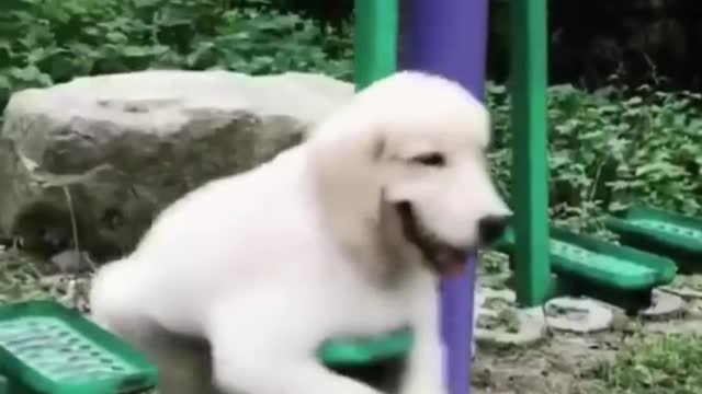 best funny dog videos 2021|dog funny moment