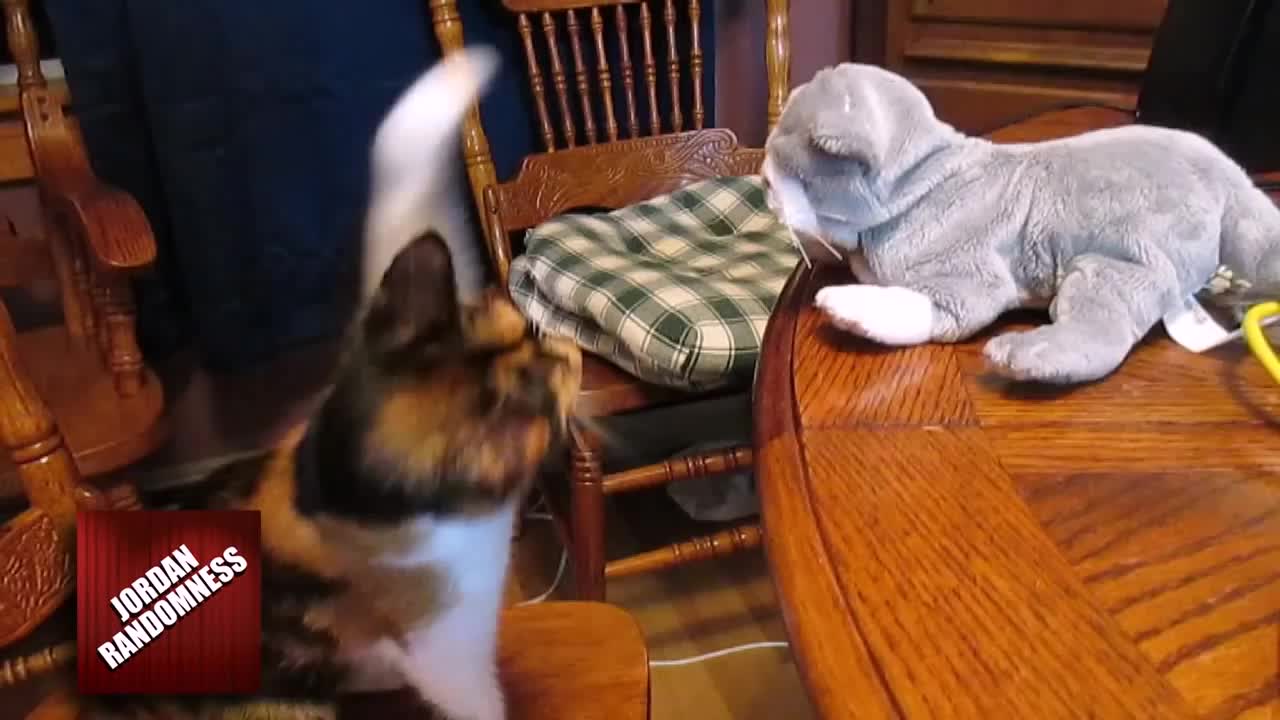 Kung fu kitten battles "threatening" stuffed animal