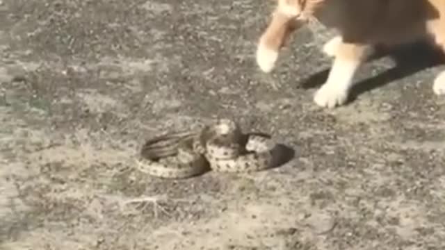 cat vs snake fight