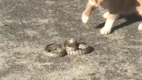 cat vs snake fight