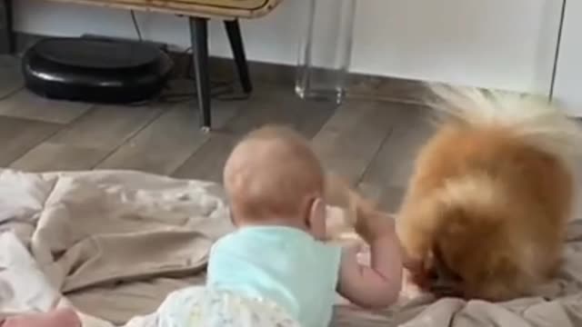 Cute baby playing with dog