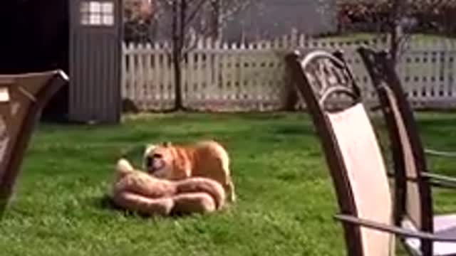 Roxy the bulldog humping her toy