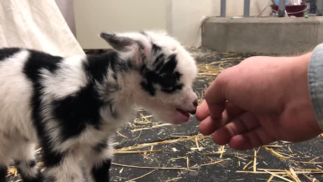 Baby Goat Making the Cutest Noise