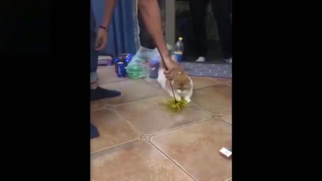 Cat Gets Amazed With His New Toy