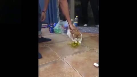 Cat Gets Amazed With His New Toy