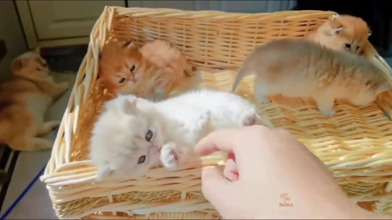 Baby Cats - Cute and Funny Cat Videos Compilation #40 | Aww Animals