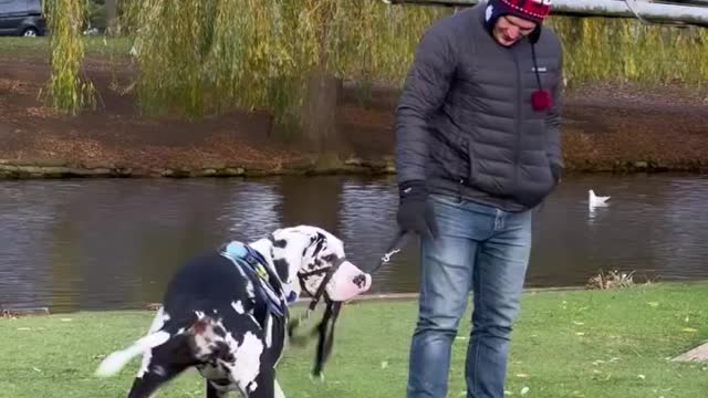 Adorable Great Dane dog don't want to go back home again. So crazy !