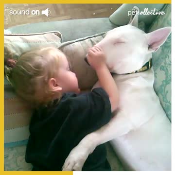Little Girl Cuddles Bull Terrier