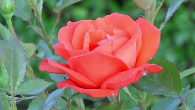 Orange flower