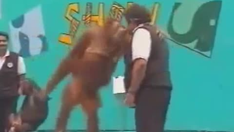 Orangutan slaps man during live show