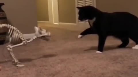 Funny Black cat reaction!