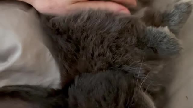Cat injoy the weekend