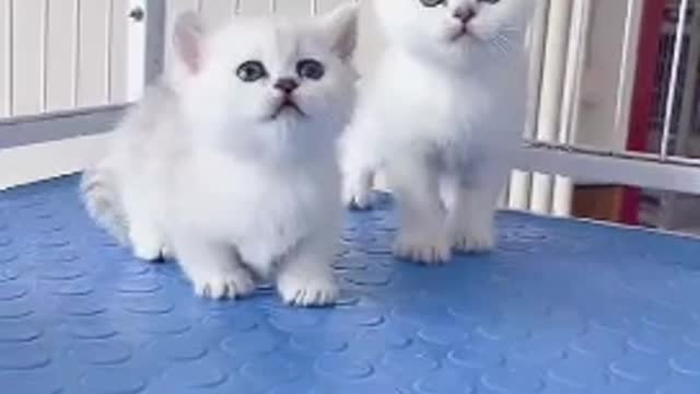 Little white cat playing with feathers